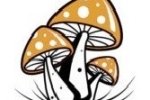 buy psilocybin mushrooms